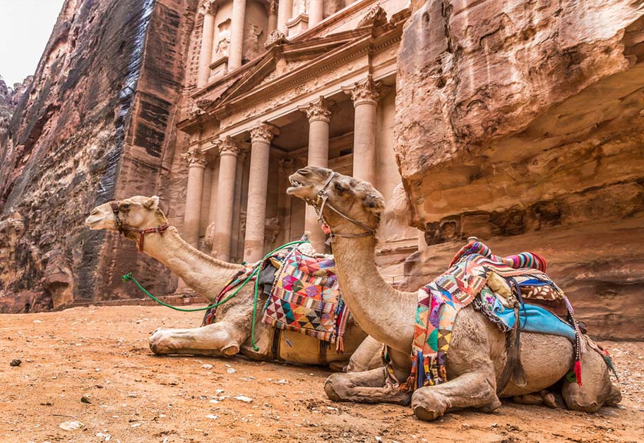Kamel Ausflug Petra Jordanien Kamele vor Petra in Jordanien