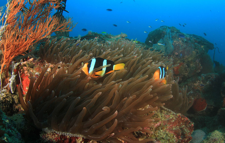 Oman Tauchen, atemberaubende Unterwasserwelt Oman Tauchen die besten Hotels und Tauchreviere