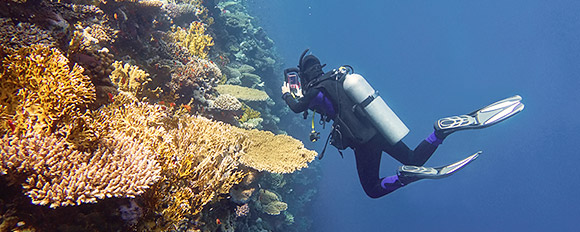 Tauchen Sie ein in die schillernde, artenreiche Unterwasserwelt des Sultanats
