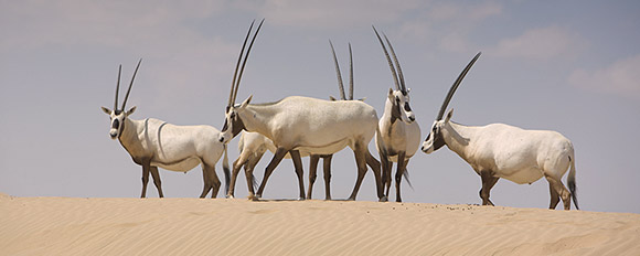 Atemberaubende Rundreisen durch die bizarre Wüstenlandschaft der Emirate
