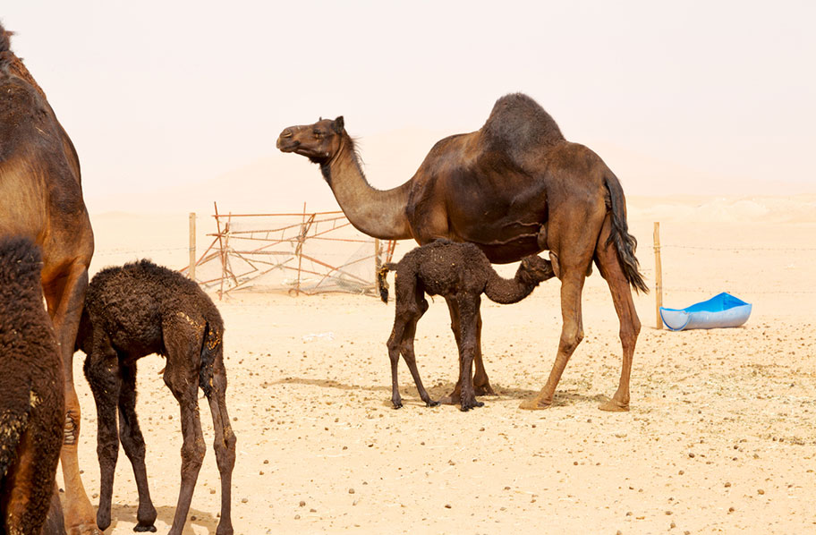 Oman Ferien mit Kindern Kamelreiten