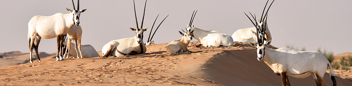 Hotels Sir Bani Yas